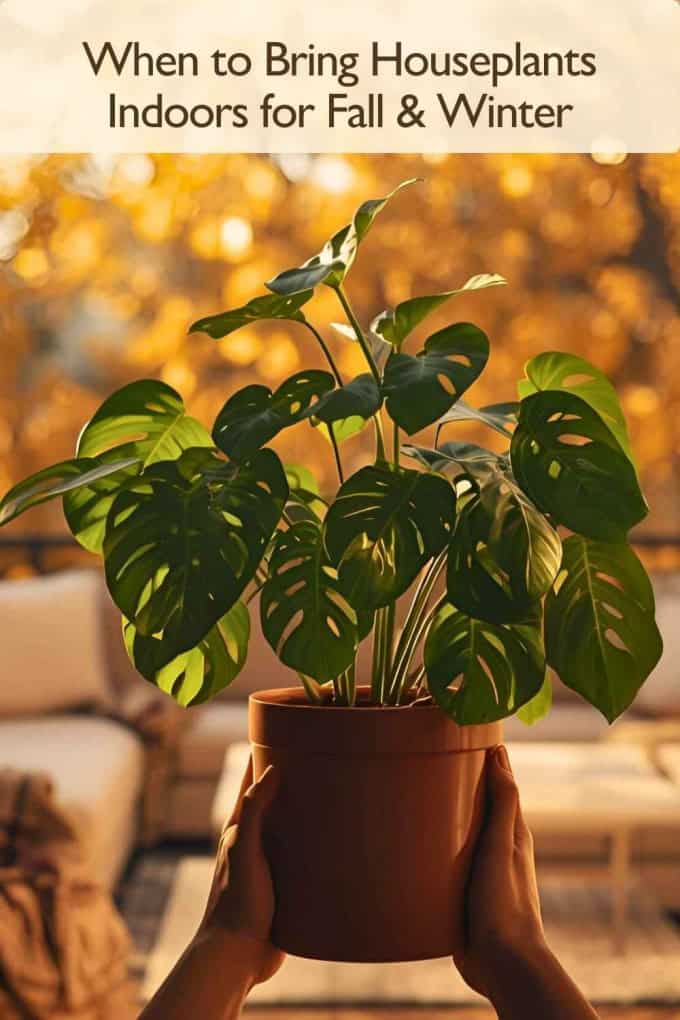 Group of tropical plants on a patio table, showing the right time when to bring houseplants indoors for winter