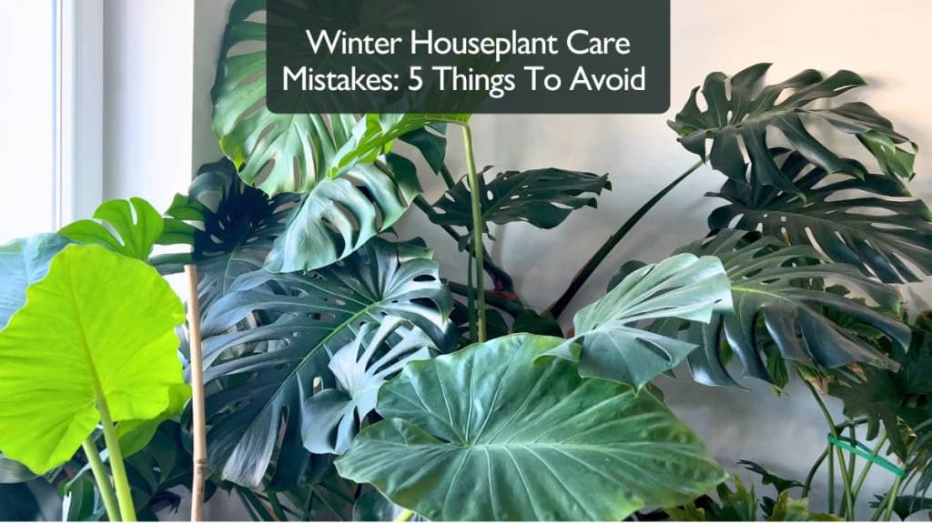 Winter Houseplant Care Mistakes: 5 Things To Avoid