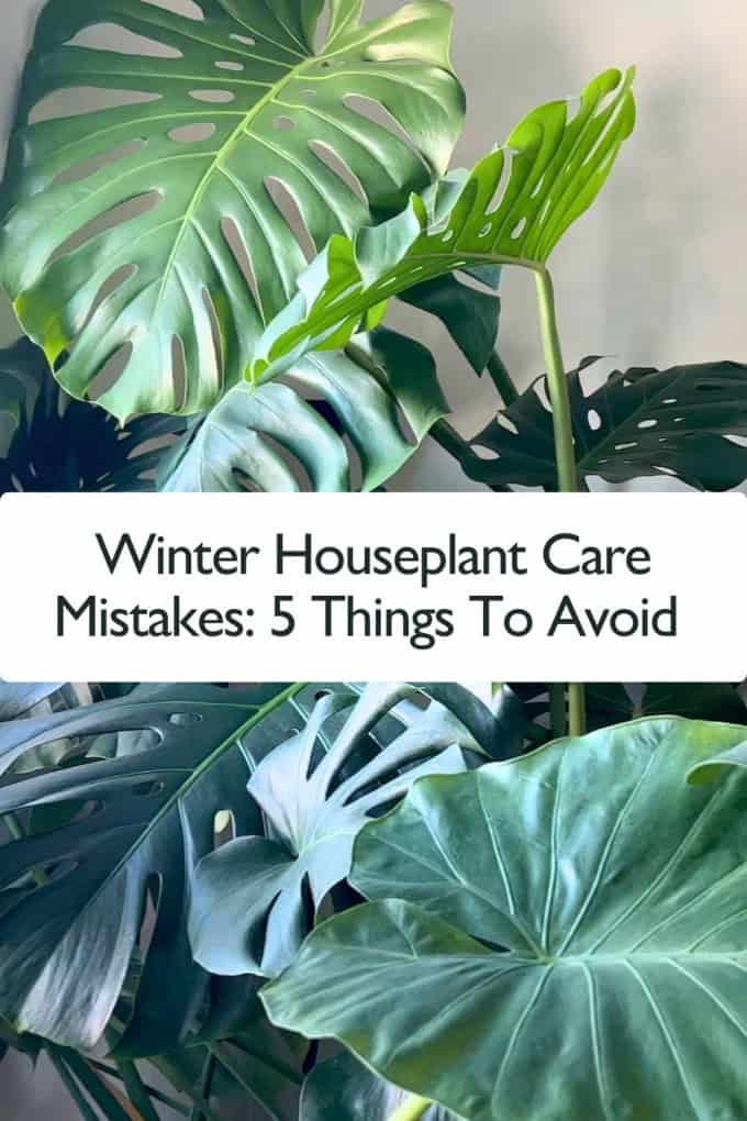 Winter Houseplant Care Mistakes: 5 Things To Avoid 