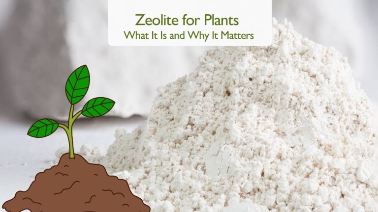 Zeolite for Plants What It Is and Why It Matters