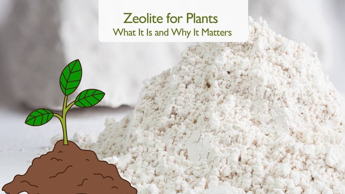 Zeolite for Plants What It Is and Why It Matters
