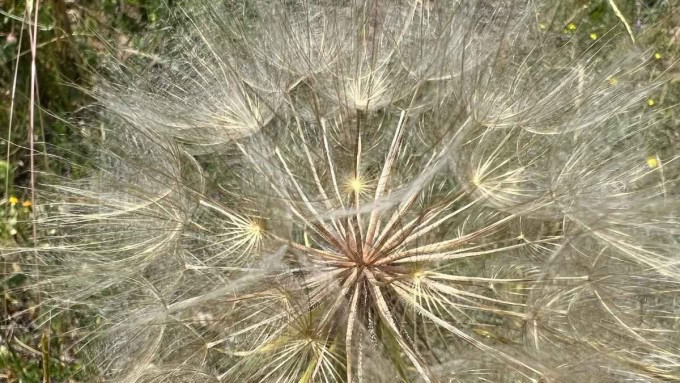 Fibonacci pattern seen in a plant seed head showing perfect natural symmetry, creation geometry, and resonance with the 369 Hz frequency harmony.
