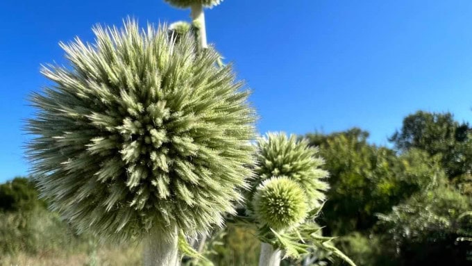 Spherical flower with Fibonacci symmetry illustrating natural balance, energy flow, and how 369 Hz frequency reflects harmony in living systems.