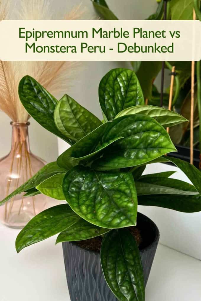 Epipremnum Marble Planet vs Monstera Peru - Debunked