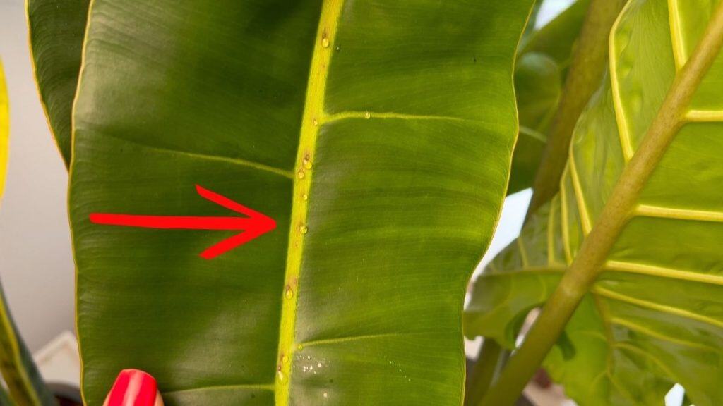 Extrafloral Nectaries in Philodendrons shown along the central vein of a leaf, producing small clear droplets as part of the plant’s natural defense mechanism.