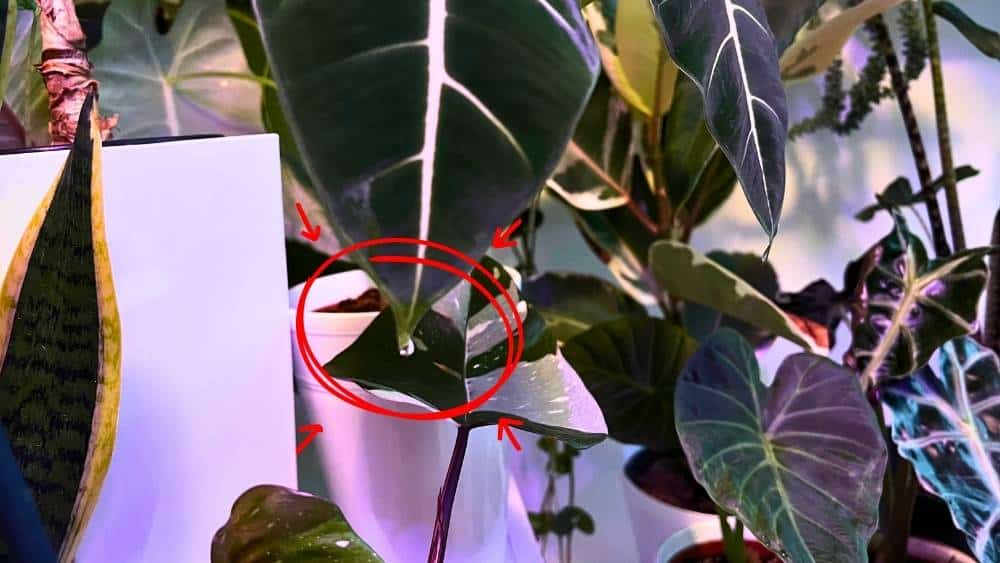   Guttation droplets on Alocasia leaf tips compared to Extrafloral Nectaries in Philodendrons, showing how plants release excess water through hydathodes.