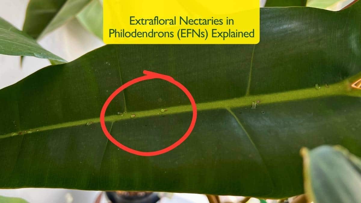 Extrafloral Nectaries in Philodendrons (EFNs) visible along the leaf midrib, showing small sticky droplets that serve as a natural defense mechanism attracting beneficial insects.