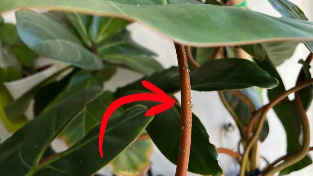 Extrafloral Nectaries in Philodendrons visible along the petiole, secreting tiny amber droplets that help protect the plant from pests through natural defense mechanisms.