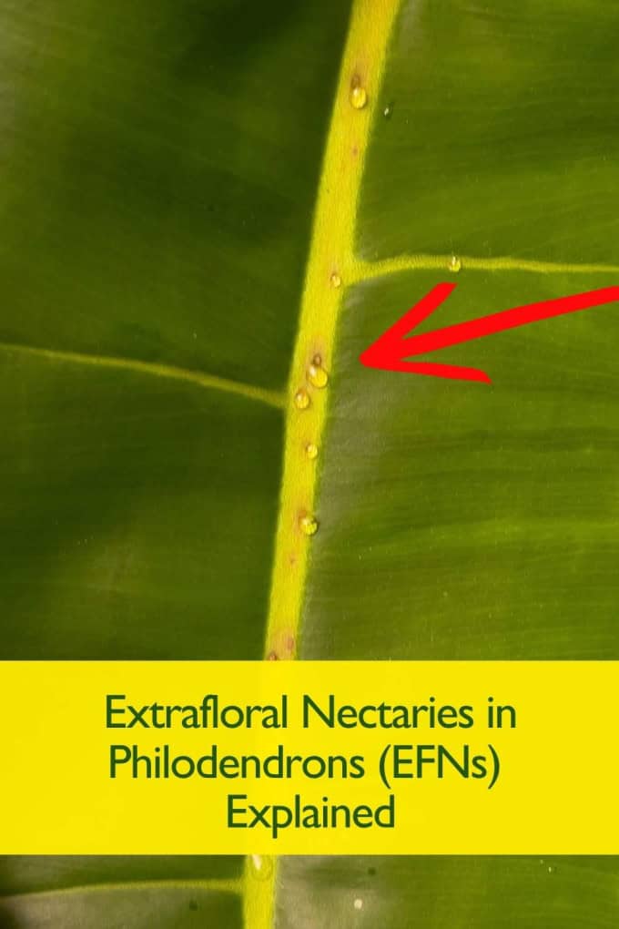 Extrafloral Nectaries in Philodendrons shown along the central vein of a leaf, producing small clear droplets as part of the plant’s natural defense mechanism.