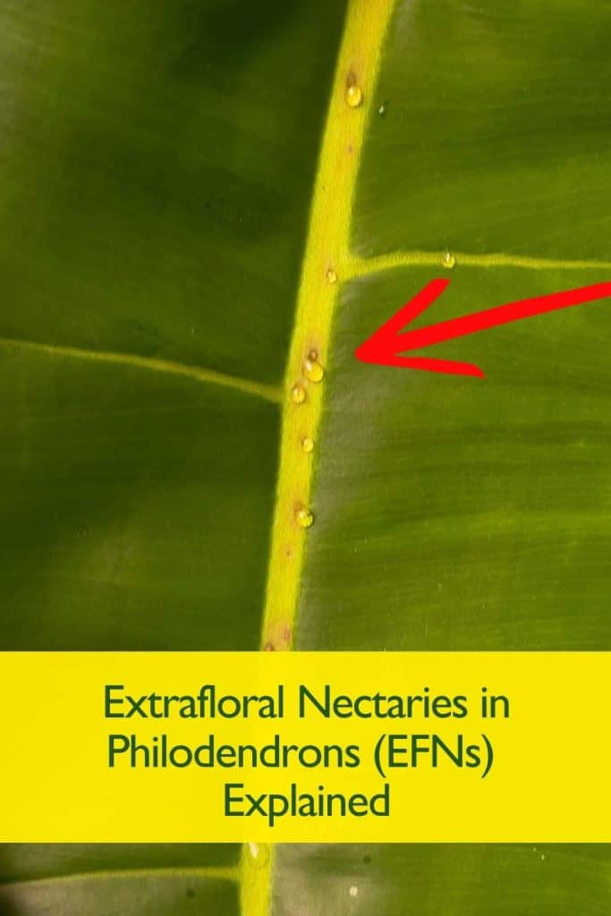 Extrafloral Nectaries in Philodendrons shown along the central vein of a leaf, producing small clear droplets as part of the plant’s natural defense mechanism.