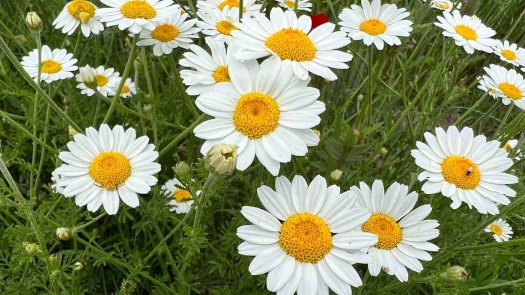 Fibonacci sequence pattern in daisies showing spiral symmetry and golden ratio petal arrangement in nature.