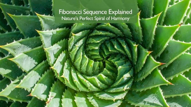 Fibonacci Sequence Explained – Aloe polyphylla spiral pattern showing Fibonacci sequence and Golden Ratio in nature.