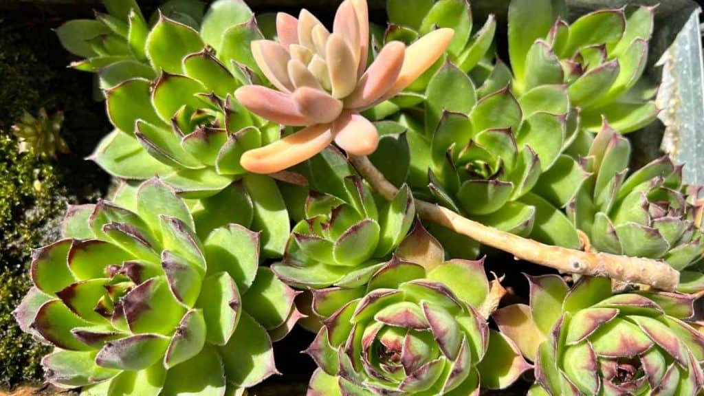 Fibonacci sequence in nature showing succulent rosette spiral pattern based on the golden ratio and natural geometry of plant growth.