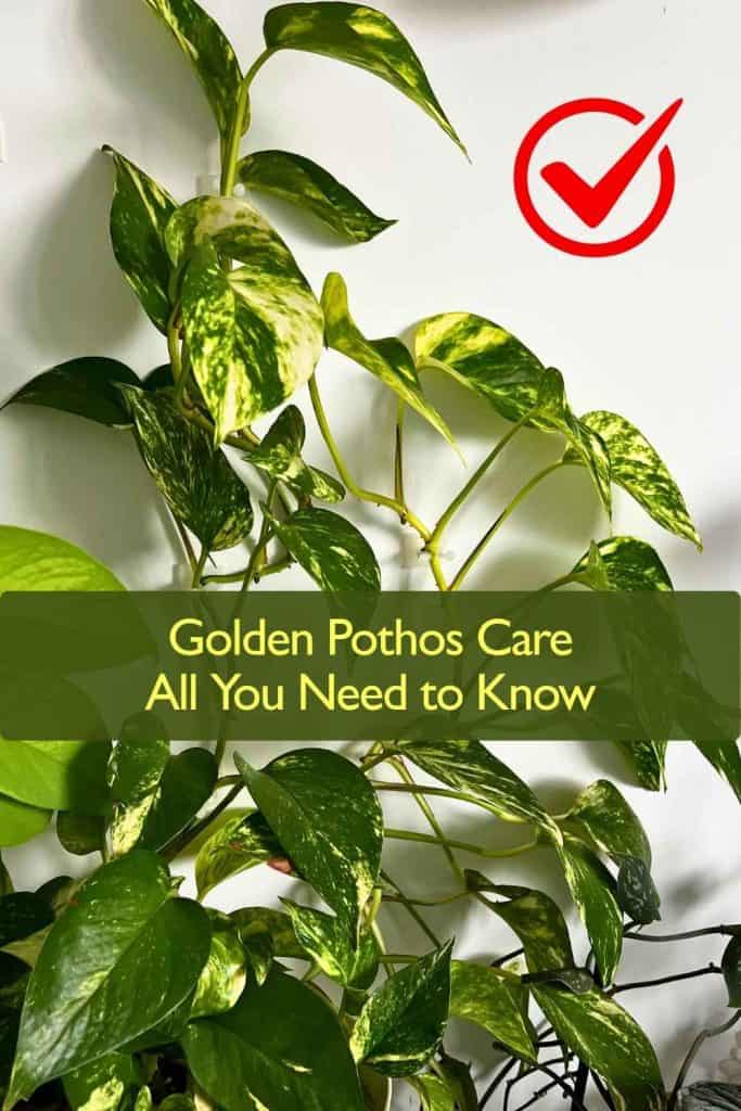 Golden Pothos Care
All You Need to Know