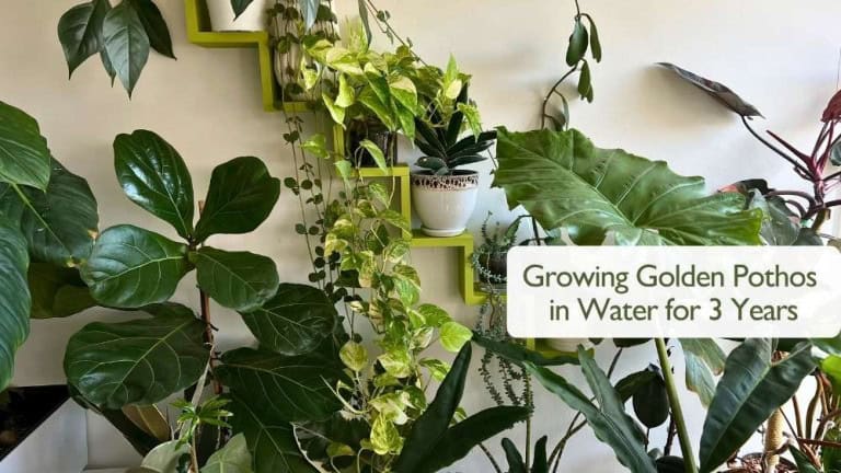 Golden Pothos growing in water - hydroponic indoor plant with healthy variegated leaves and long vines.