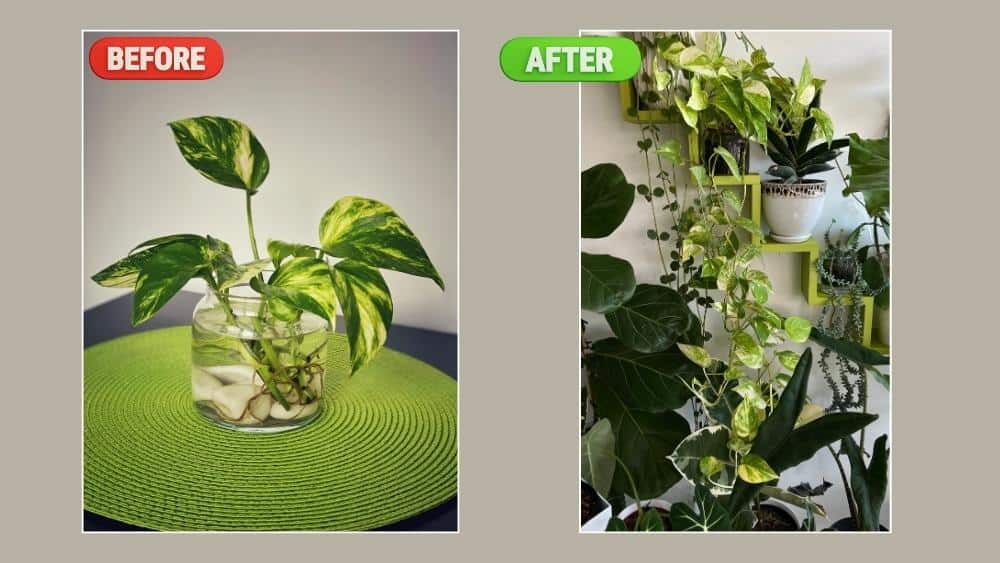 Before and after results of growing golden pothos in water - from small cuttings in a glass jar to a thriving, long hydroponic plant after three years.