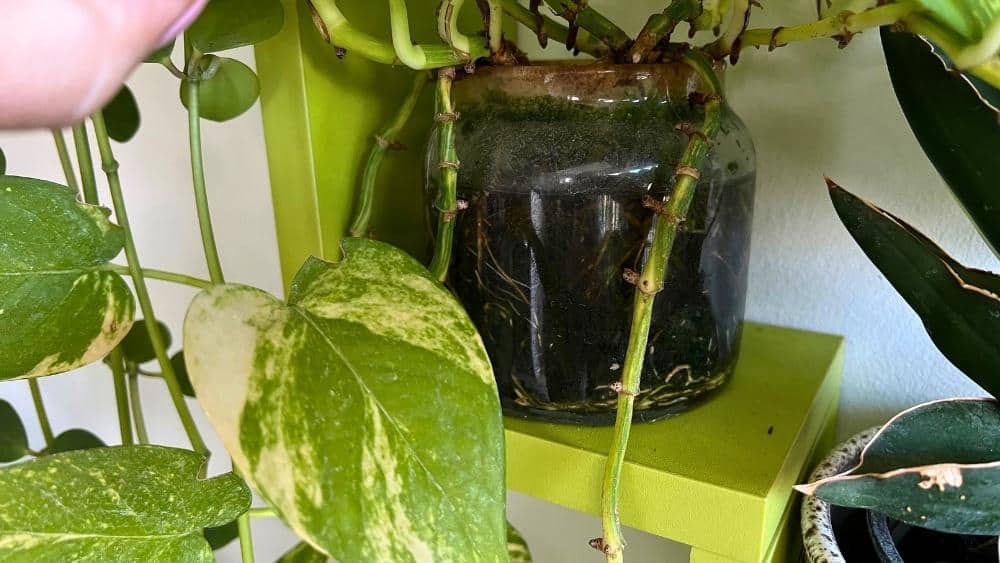 Golden Pothos growing in water - close-up of hydroponic roots and algae inside a glass jar.