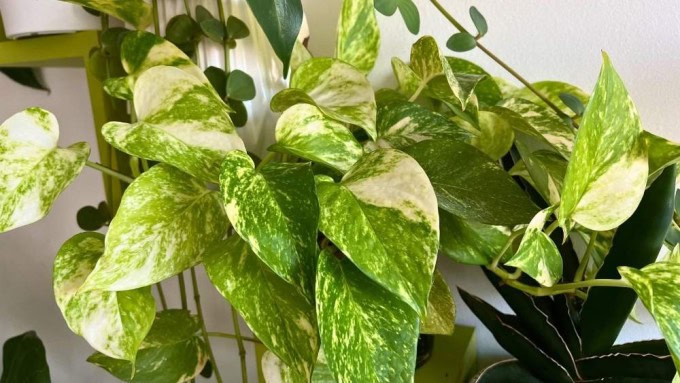 Golden Pothos thriving in bright indirect light - lush variegated leaves showing healthy growth in water.