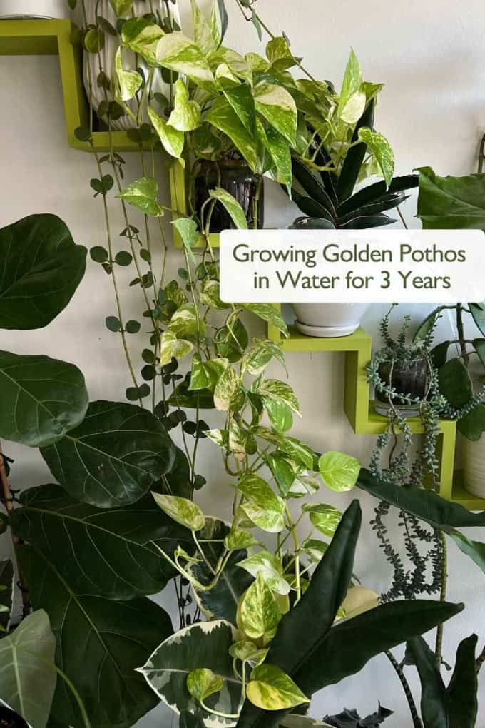 Golden Pothos growing in water for 3 years - lush hydroponic indoor plant with long trailing vines and vibrant variegated leaves.