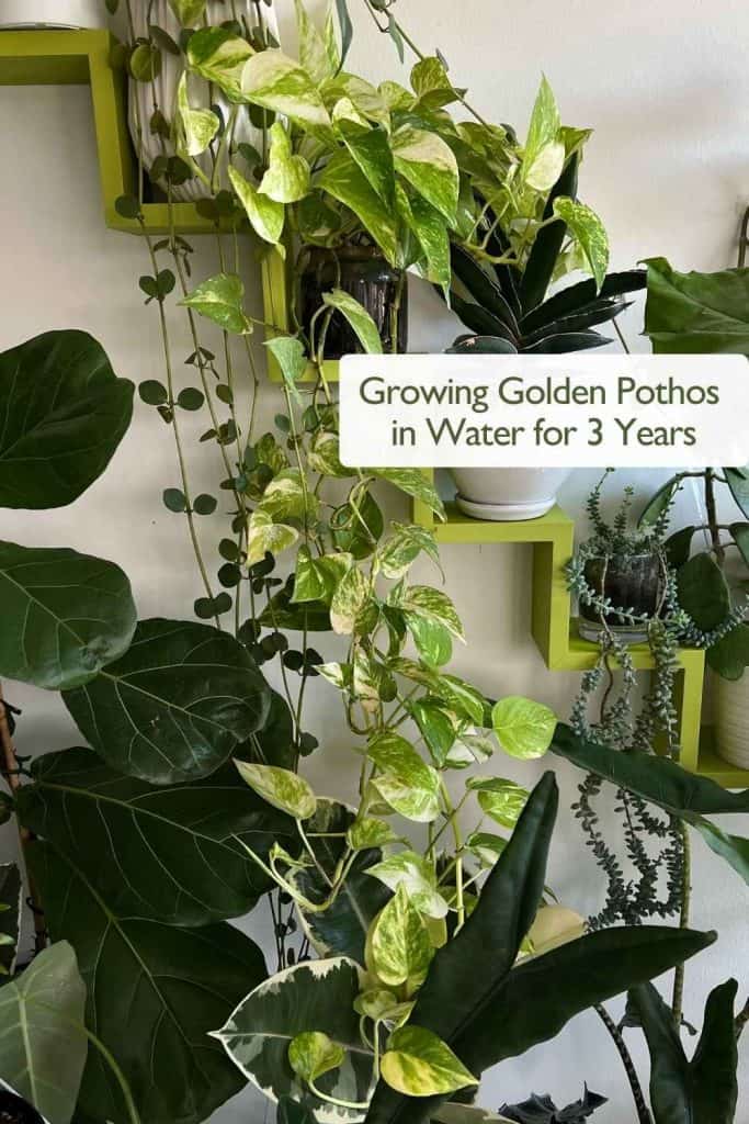 Golden Pothos growing in water for 3 years - lush hydroponic indoor plant with long trailing vines and vibrant variegated leaves.