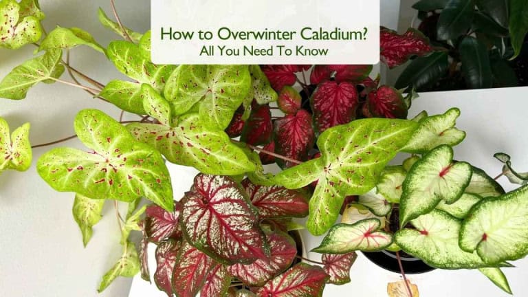 How to Overwinter Caladium?