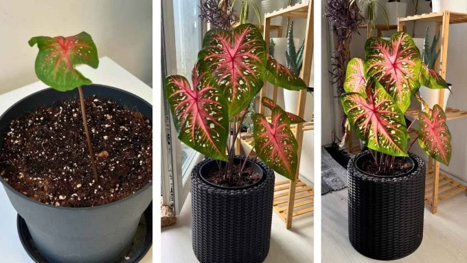 Caladium plant before and after dormancy - showing new lush growth in spring after learning how to overwinter caladium successfully.