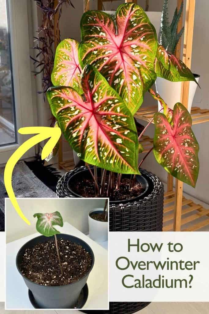 Caladium plant before and after dormancy showing new lush growth in spring after learning how to overwinter caladium successfully.