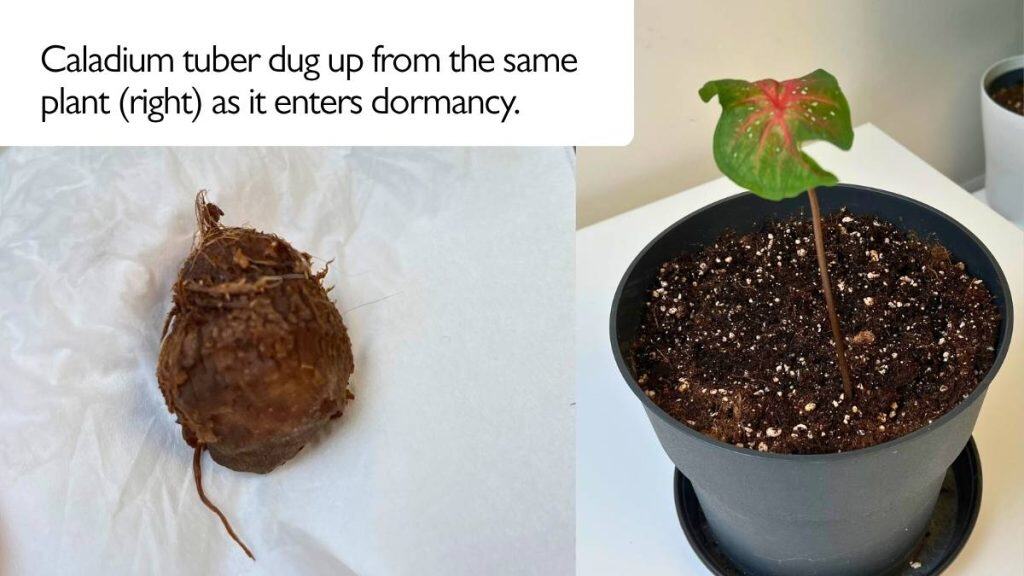 Caladium tuber dug up from the same plant as it enters dormancy - example showing how to overwinter caladium and care for tubers during the resting phase.