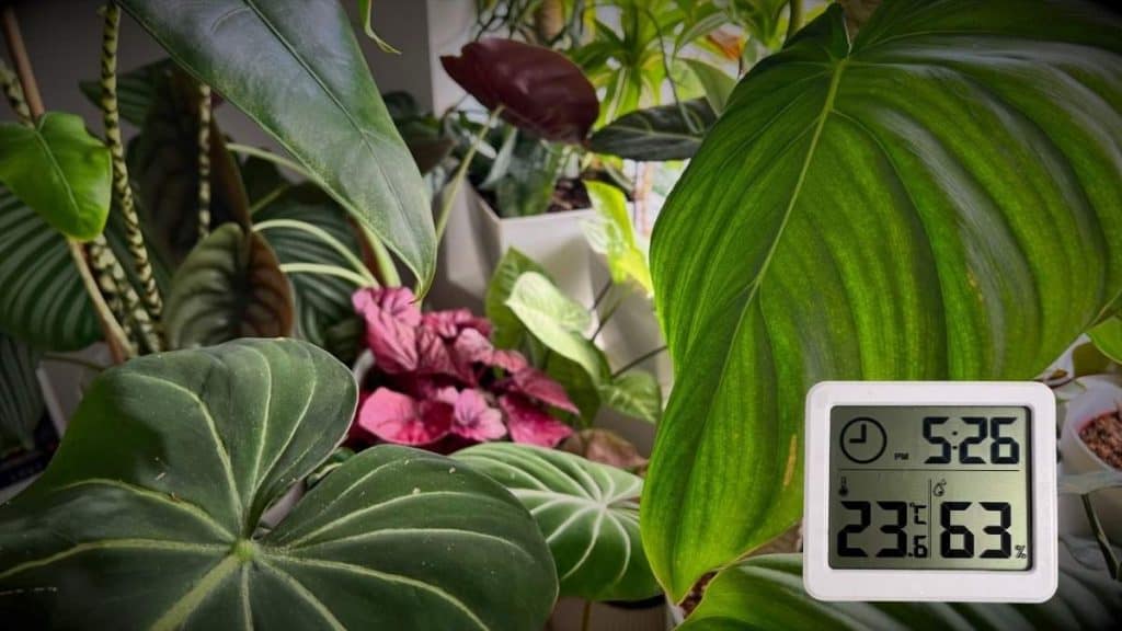 Humidity and Temperature for Houseplants: The Perfect Balance