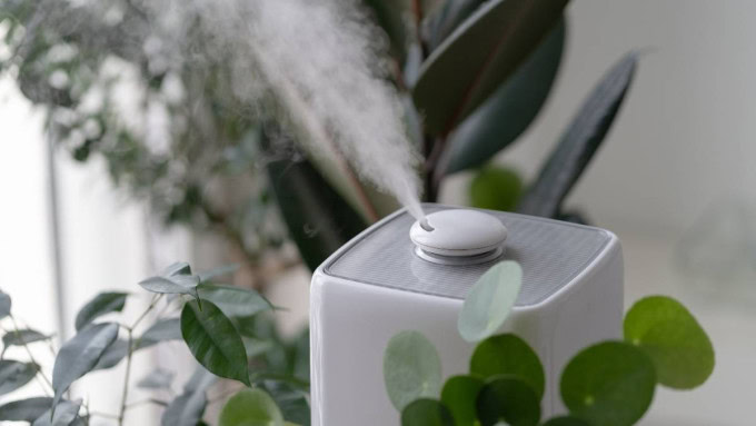 Humidity and temperature for houseplants - ideal indoor conditions for healthy plant growth