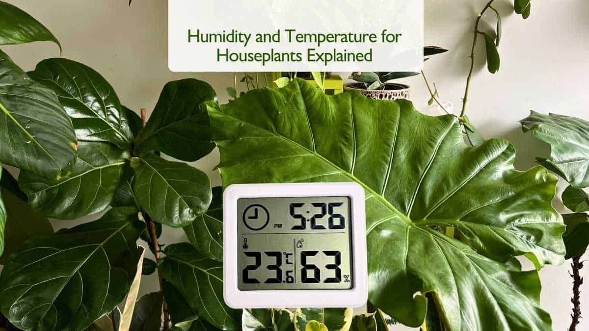 Humidity and temperature for houseplants - ideal indoor conditions for healthy plant growth