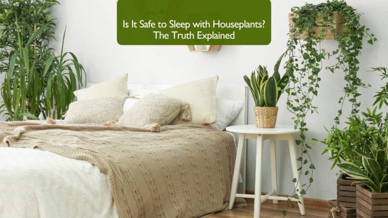 Cozy bedroom filled with green houseplants illustrating the question is it safe to sleep with houseplants, showing a peaceful space with clean air and natural harmony.