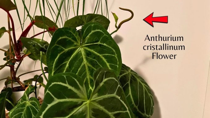 Anthurium cristallinum flower highlighted with a red arrow, used to illustrate a personal experience in the article about is it safe to sleep with houseplants and possible mild allergies during blooming.