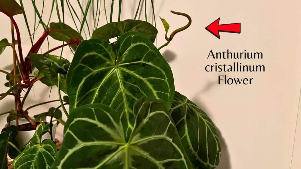 Anthurium cristallinum flower highlighted with a red arrow, used to illustrate a personal experience in the article about is it safe to sleep with houseplants and possible mild allergies during blooming.