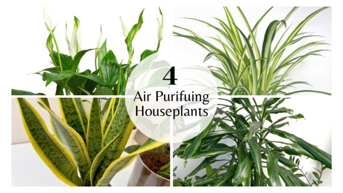 Four common houseplants — Peace Lily, Snake Plant, Spider Plant, and Dracaena - often discussed when asking is it safe to sleep with houseplants and how they affect indoor air quality.
