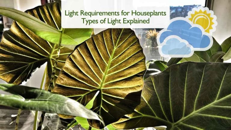 Light Requirements for Houseplants Types of Light Explained
