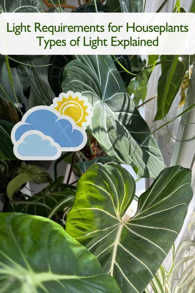 Light Requirements for Houseplants
Types of Light Explained
