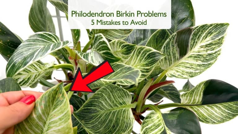 Philodendron Birkin Problems: 5 Common Mistakes to Avoid