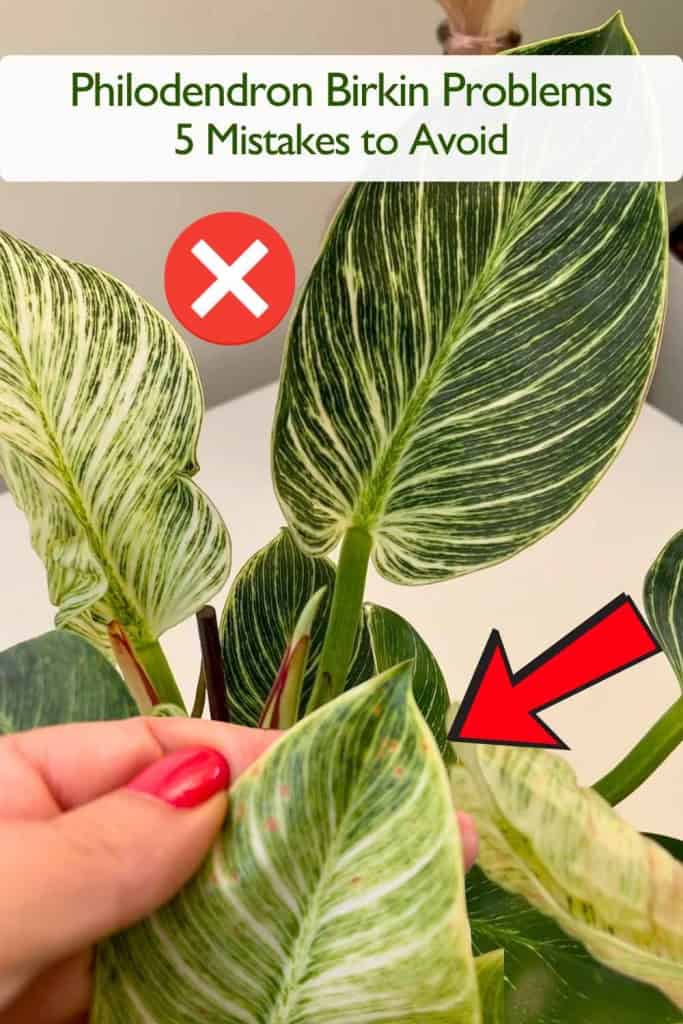 Philodendron Birkin Problems- 5 Common Mistakes to Avoid 