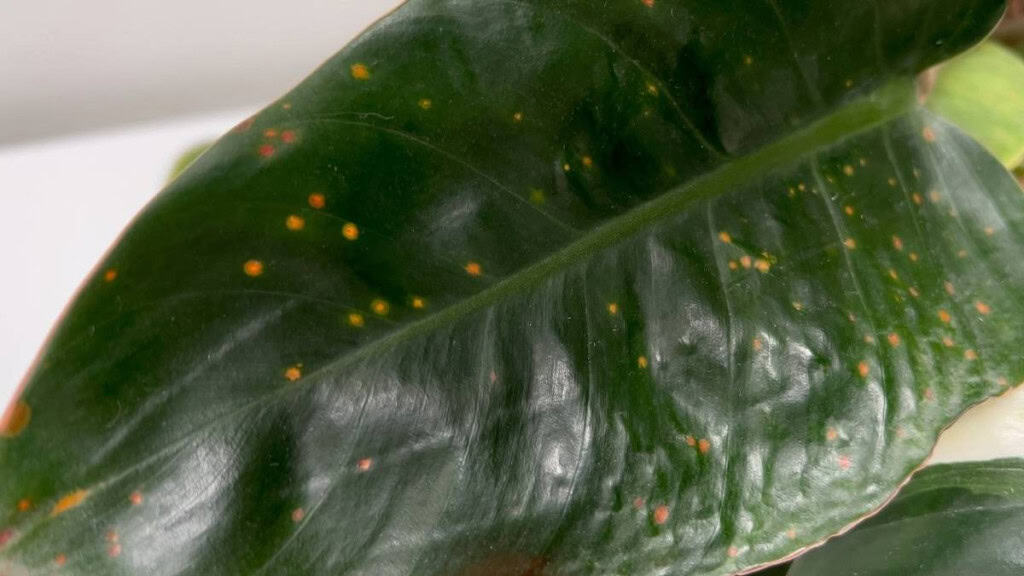 Philodendron Birkin Problems Brown Spots from Overwatering or Tap Water