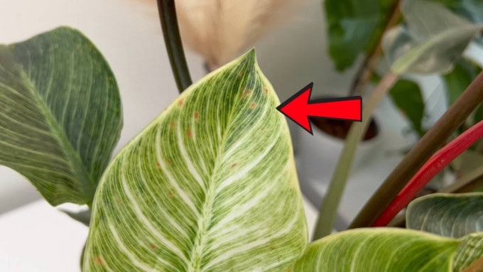 Philodendron Birkin Problems Brown or Yellow Circles with a Halo Fungal or Bacterial Infection