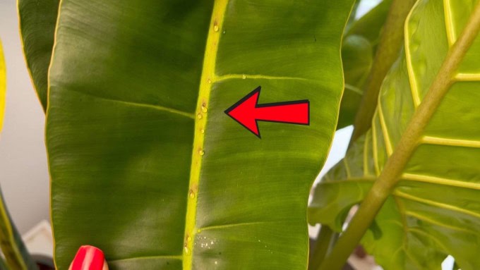 Philodendron Birkin Problems Extrafloral nectaries (EFN)