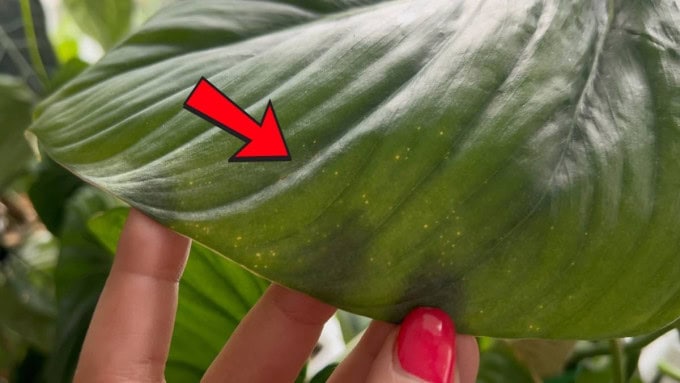 Philodendron Birkin Problems Tiny Yellow Spots - Pest Damage