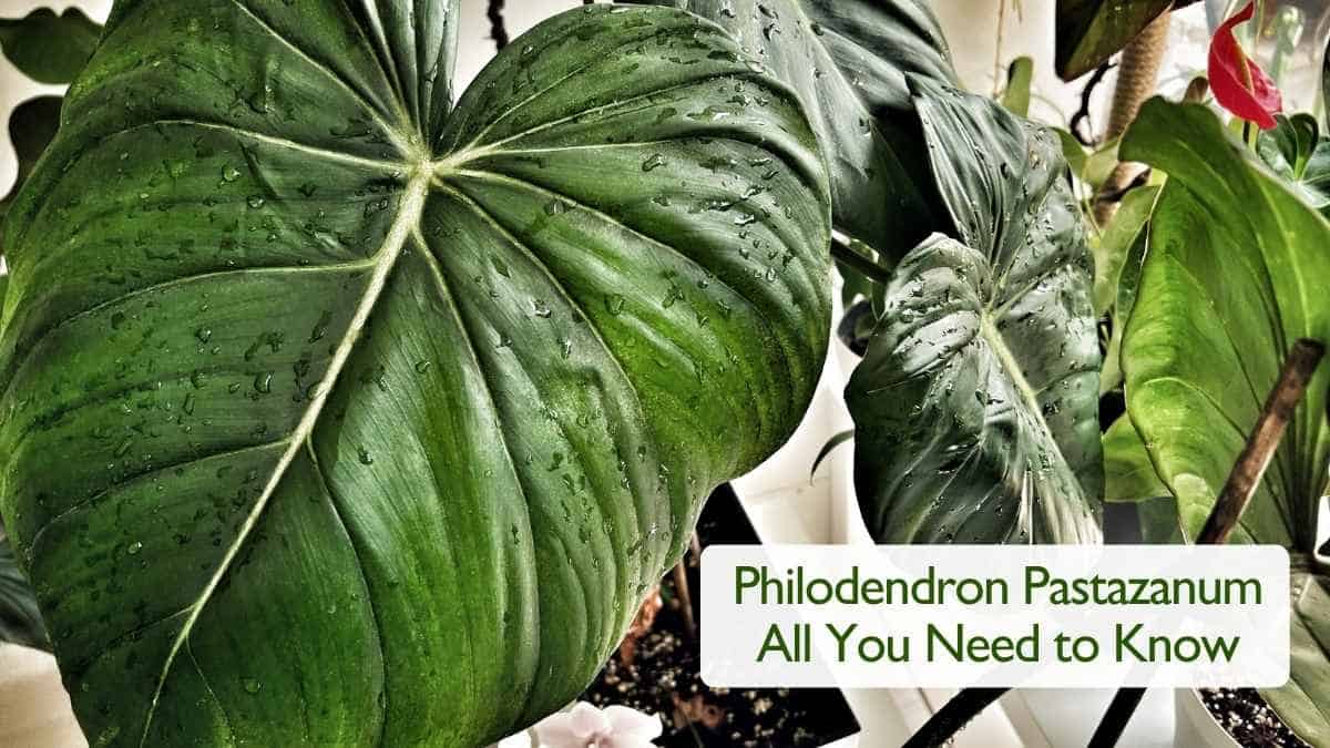 Philodendron Pastazanum All You Need to Know