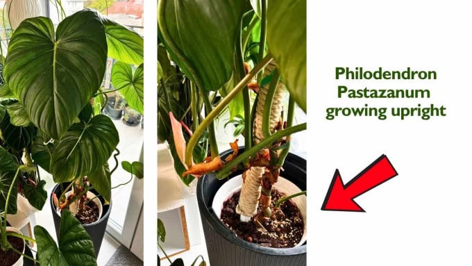 Philodendron Pastazanum
All You Need to Know