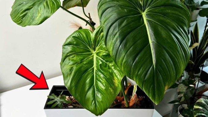 Philodendron Pastazanum
All You Need to Know