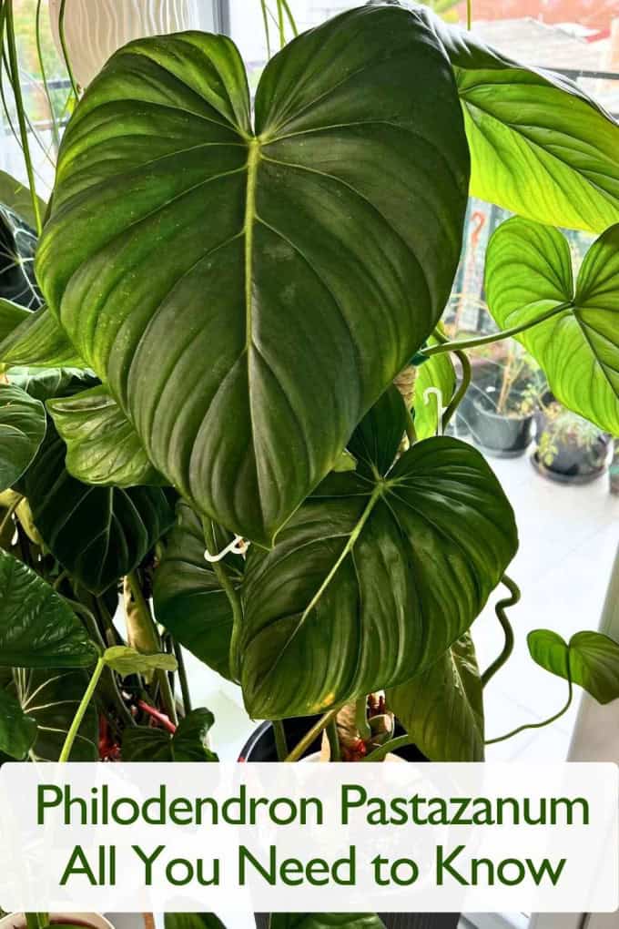 Philodendron Pastazanum
All You Need to Know