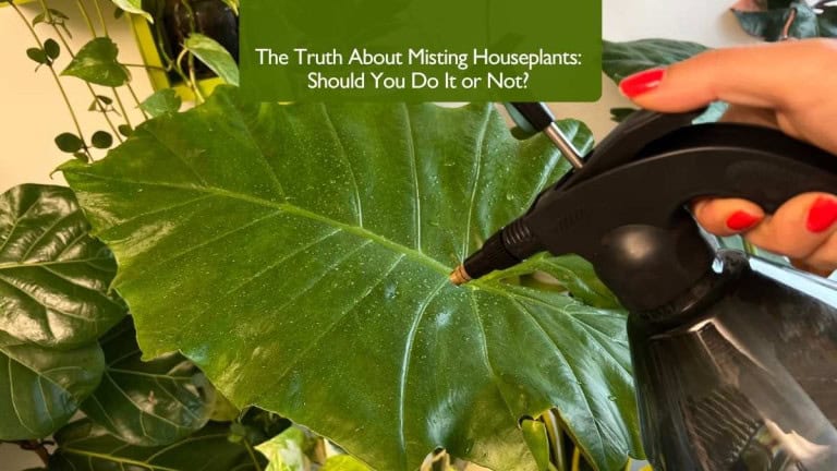 A person misting large tropical houseplant leaf with a spray bottle – The Truth About Misting Houseplants: Should You Do It or Not?