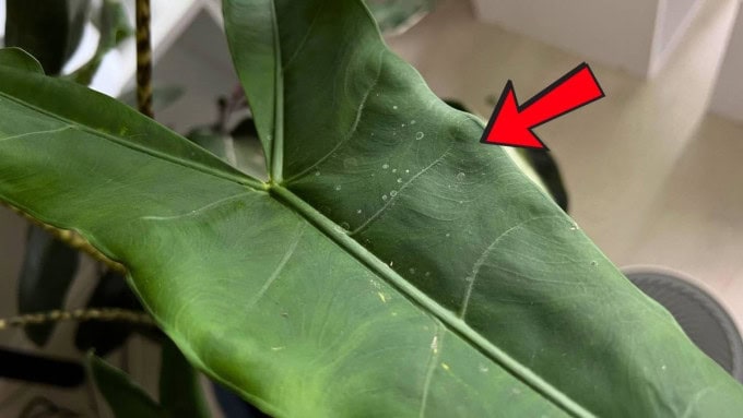 White mineral spots on tropical plant leaf caused by misting houseplants with tap water