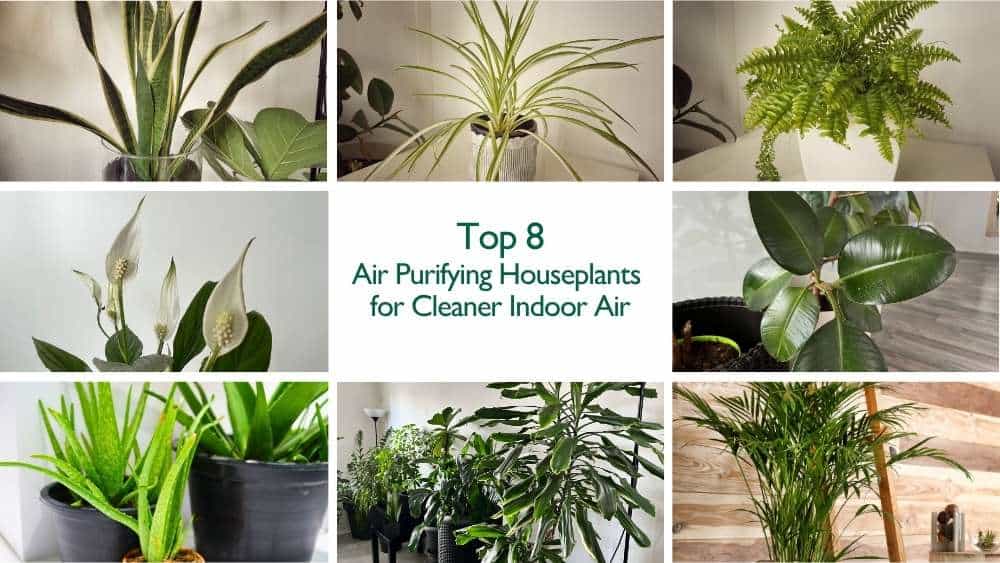 Collage showing the top 8 air purifying houseplants including Snake Plant, Peace Lily, Spider Plant, Dracaena, Areca Palm, Boston Fern, Rubber Plant, and Aloe Vera.